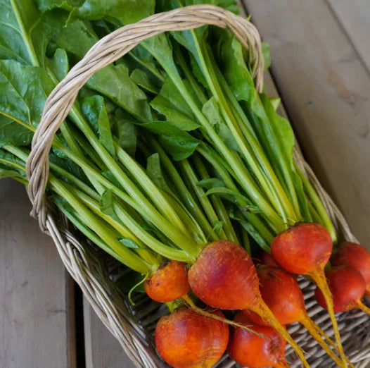 Little Veggie Patch Heirloom Seeds - Beetroot (Golden Boy)