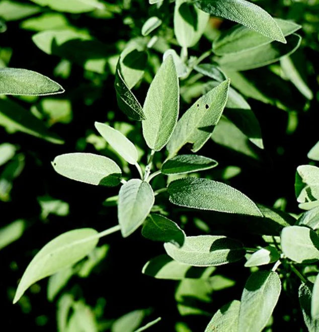 Little Veggie Patch Heirloom Seeds - Sage (Common)
