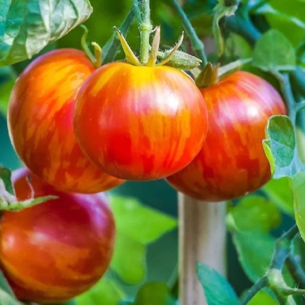 Little Veggie Patch Heirloom Seeds - Tomato (Tigerella)