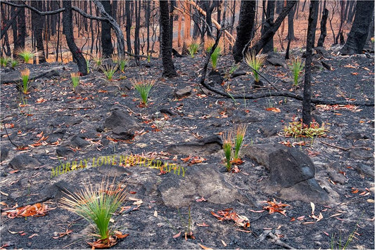 Rebuilding bushfire affected business and bush land