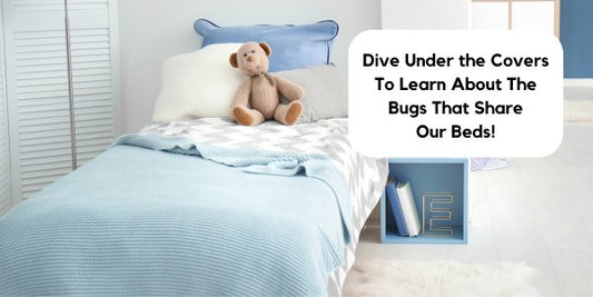 What Bugs Are in My Bed? Bed Bugs, Dust Mites & More