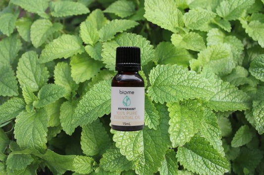 How to Repel Pests Using Peppermint Oil