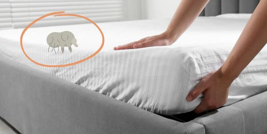 How to Prevent Scabies at Home