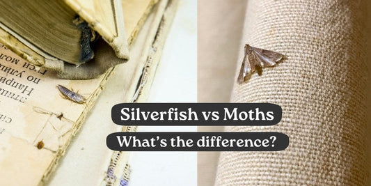 Silverfish vs Moths: What’s the Difference and Which Oil Should You Use?