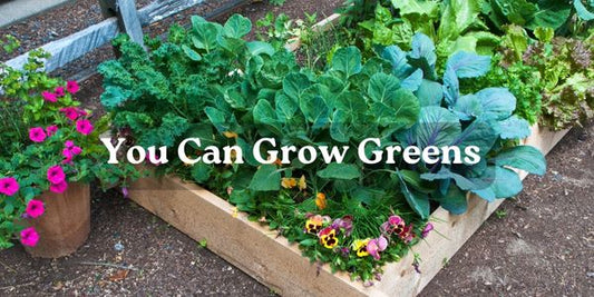 You Can Grow Greens ~ And Now is The Time!