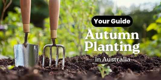 What to Plant in Autumn in Australia