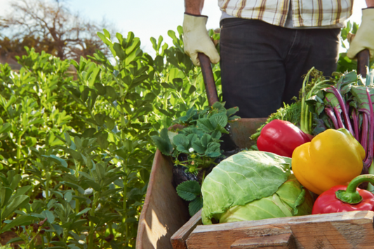 What to Plant in Spring in Australia: Spring Planting Guide