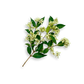 Creative Native Cinnamon Myrtle Flakes 30g BEST BEFORE OCTOBER 26