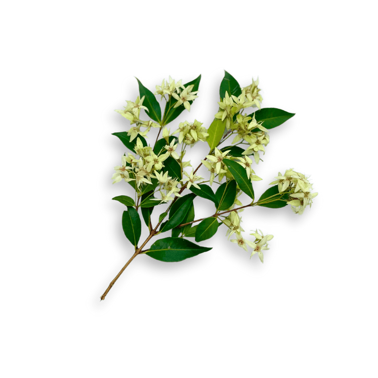 Creative Native Cinnamon Myrtle Flakes 30g BEST BEFORE OCTOBER 26
