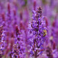 Perfect Potion Clary Sage Essential Oil 10ml
