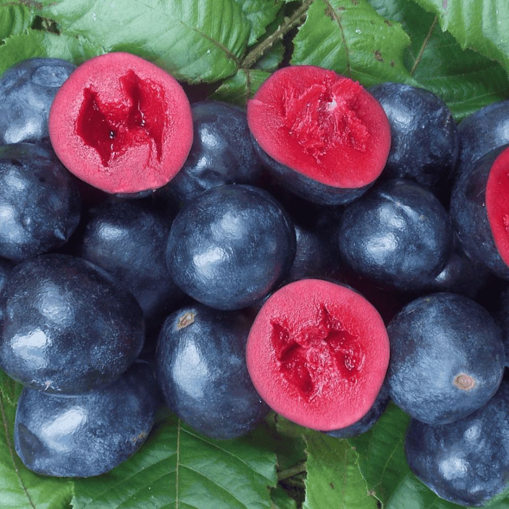 Creative Native Davidson Plum Freeze-Dried Powder