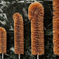 EcoMax Coconut Fibre Bottle Brush