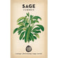 Little Veggie Patch Heirloom Seeds - Sage (Common)