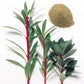Creative Native Pepperleaf Ground