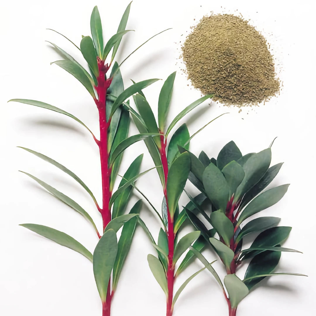 Creative Native Pepperleaf Ground