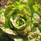 Little Veggie Patch Heirloom Seeds - Lettuce (Mignonette Bronze)