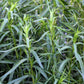 Little Veggie Patch Heirloom Seeds - Tarragon (Russian)
