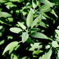 Little Veggie Patch Heirloom Seeds - Sage (Common)