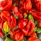 Little Veggie Patch Heirloom Seeds - Chilli (Habanero Mixed)