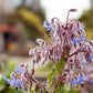 Little Veggie Patch Heirloom Seeds - Borage (Common)