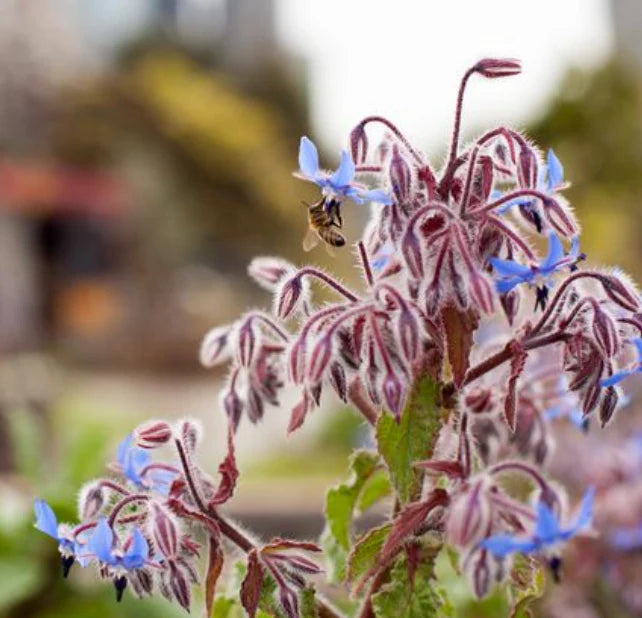 Little Veggie Patch Heirloom Seeds - Borage (Common)