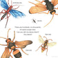 Wonderful Wasps