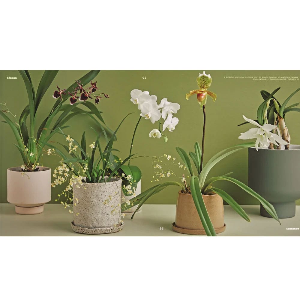 Bloom: Flowering Plants for Indoors and Balconies