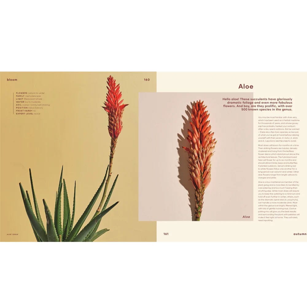Bloom: Flowering Plants for Indoors and Balconies