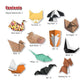 Origami Animals Kit