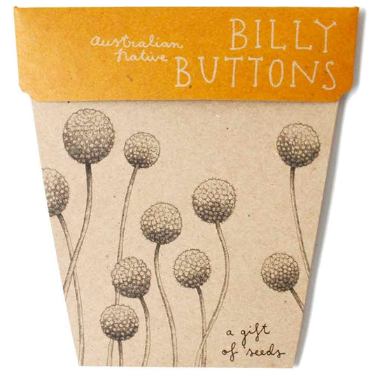 Sow 'n Sow Gift of Seeds Greeting Card - Native Billy Buttons