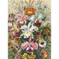 Twigg Puzzles Ernst Haeckel Orchids - 200 Piece