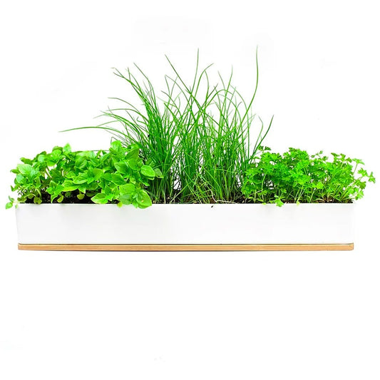 UrbanGreens Microherbs Windowsill Grow Kit